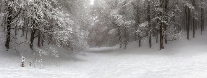 Bild Wald im Winter