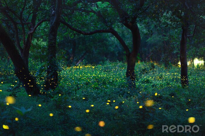 Bild Wald mit Glühwürmchen