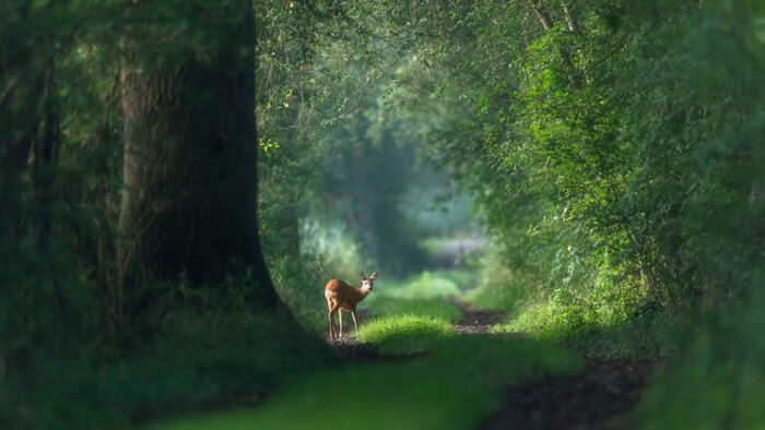 Bild Wald mit Reh auf Waldweg