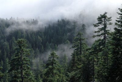 Bild Wald Nebel oben