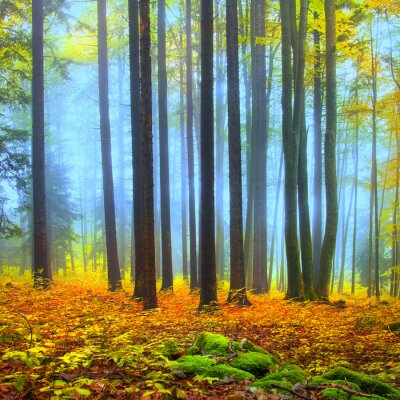 Wald Nebel und Herbstfarben