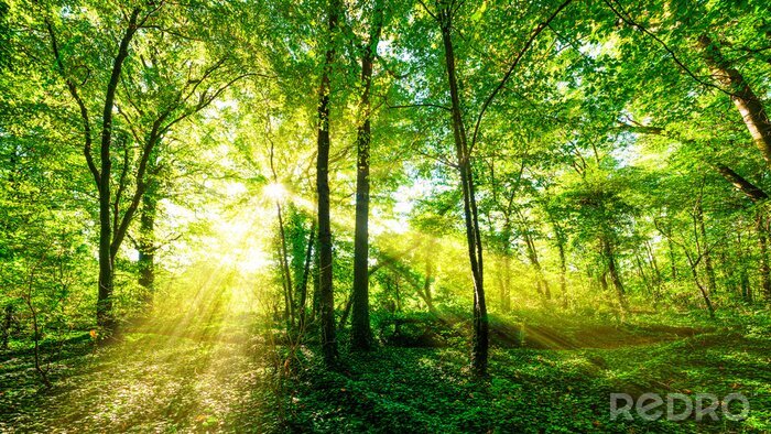 Bild Wald Panorama im goldenen Sonnenschein