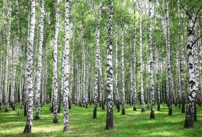 Fototapete Waldbirken am sonnigen Tag