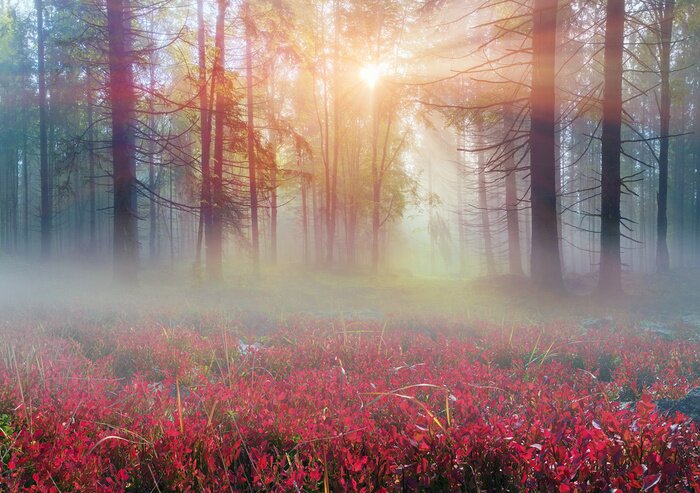 Bild Waldlandschaft mit roten Pflanzen