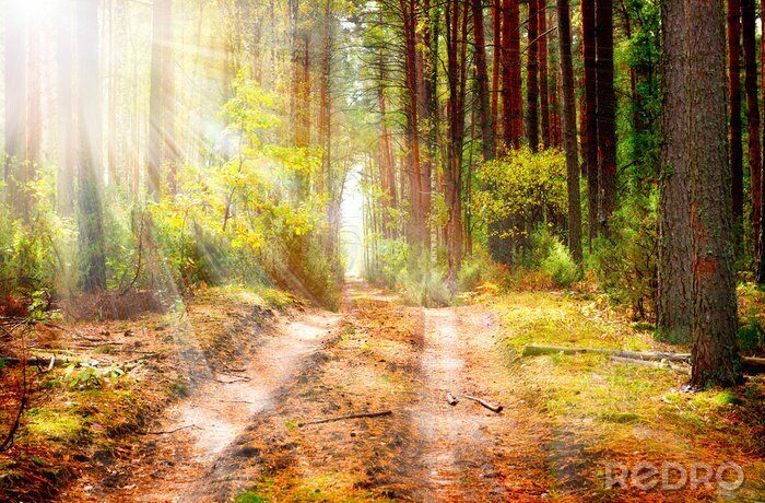 Bild Waldweg im Herbst