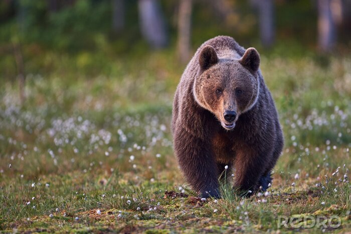 Bild Wandernder Bär