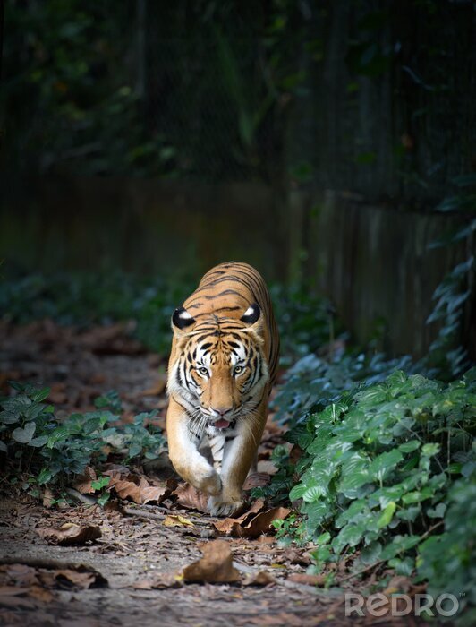 Bild Wandernder Tiger