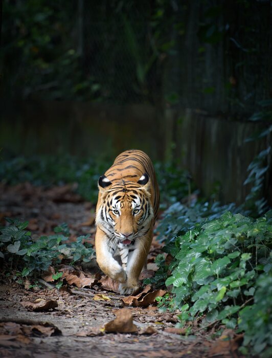 Bild Wandernder Tiger
