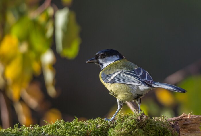 Bild Wandernder Vogel