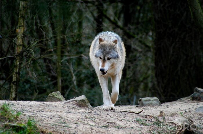 Bild Wandernder Wolf