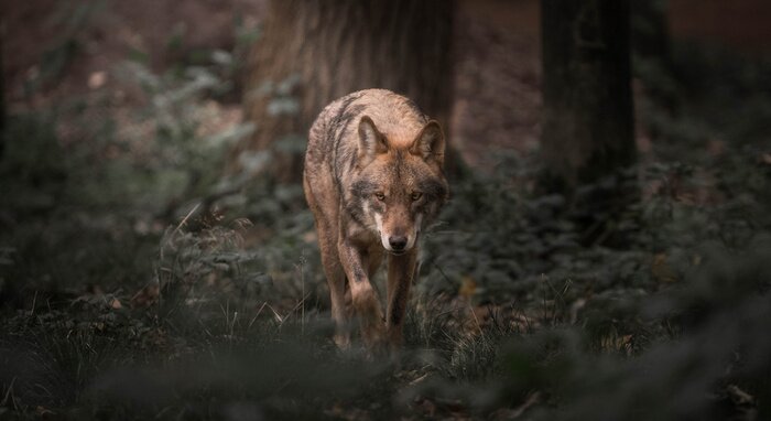 Bild Wandernder Wolf inmitten der Natur
