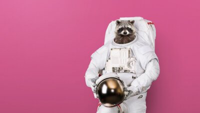 Waschbär, der aus dem Astronautenkostüm ragt