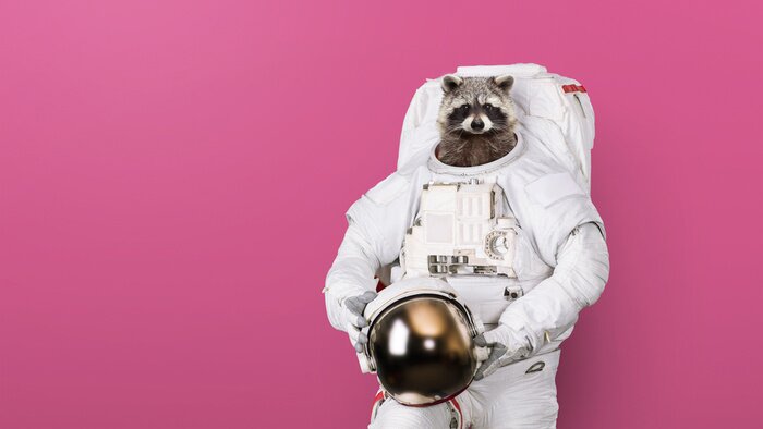 Bild Waschbär, der aus dem Astronautenkostüm ragt