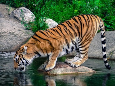 Bild Wasser trinkender tiger
