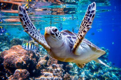 Wasserschildkröte und Korallenriff