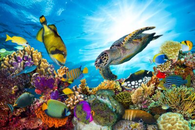 Wasserschildkröten und Korallenriff