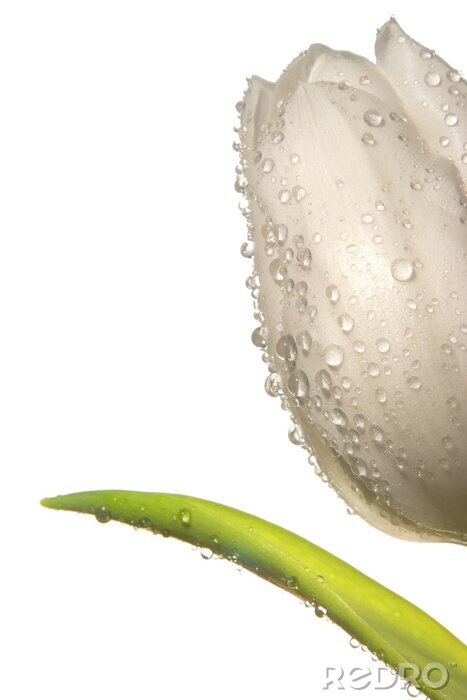 Bild Wassertropfen auf dem Kelch einer Blume