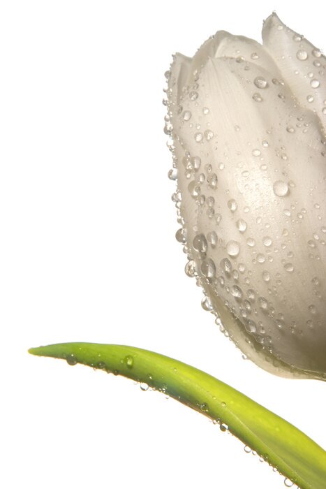 Bild Wassertropfen auf dem Kelch einer Blume