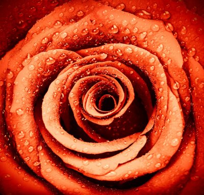Bild Wassertropfen auf der roten Blume