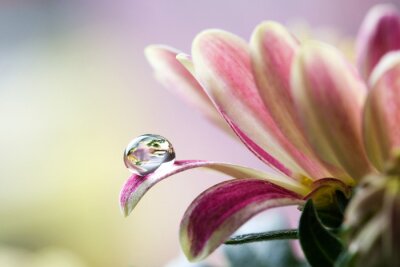 Wassertropfen auf einer Blume