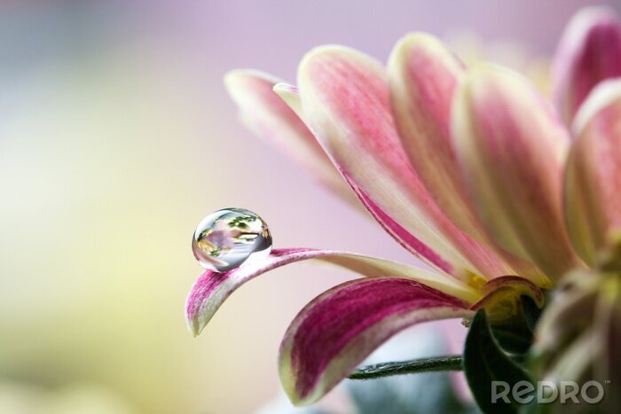 Bild Wassertropfen auf einer Blume