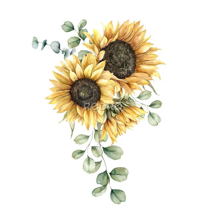 Bild Watercolor autumn bouquet with sunflowers and silver dollar eucalyptus branches. Hand painted rustic card isolated on white background. Floral illustration for design, print, fabric or background.