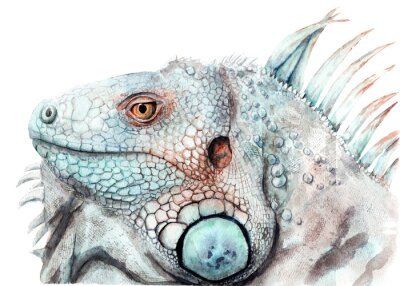 Bild watercolor drawing of animal - color iguana, sketch