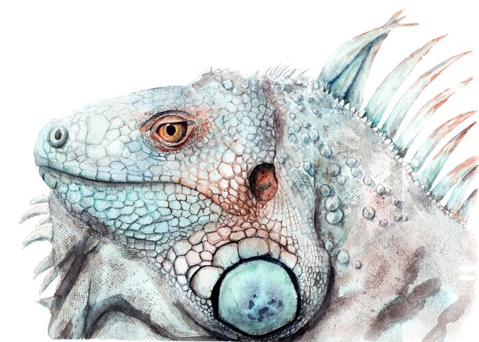 Bild Watercolor drawing of animal - color iguana, sketch