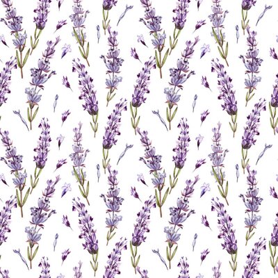 Watercolor pattern with Lavender. Hand painting. Watercolor. 
