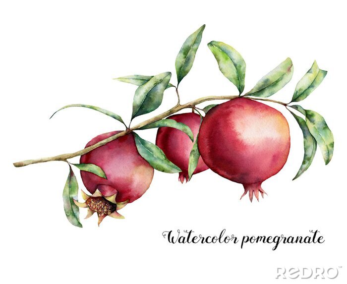 Bild Watercolor pomegranate card. Hand painted garnet fruit on branch with leaves isolated on white background. Floral elegant illustration for design, print.