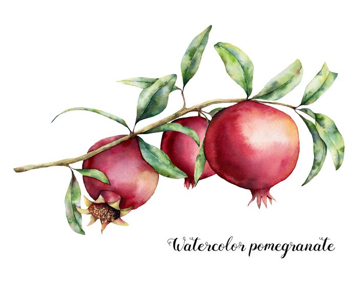Bild Watercolor pomegranate card. Hand painted garnet fruit on branch with leaves isolated on white background. Floral elegant illustration for design, print.