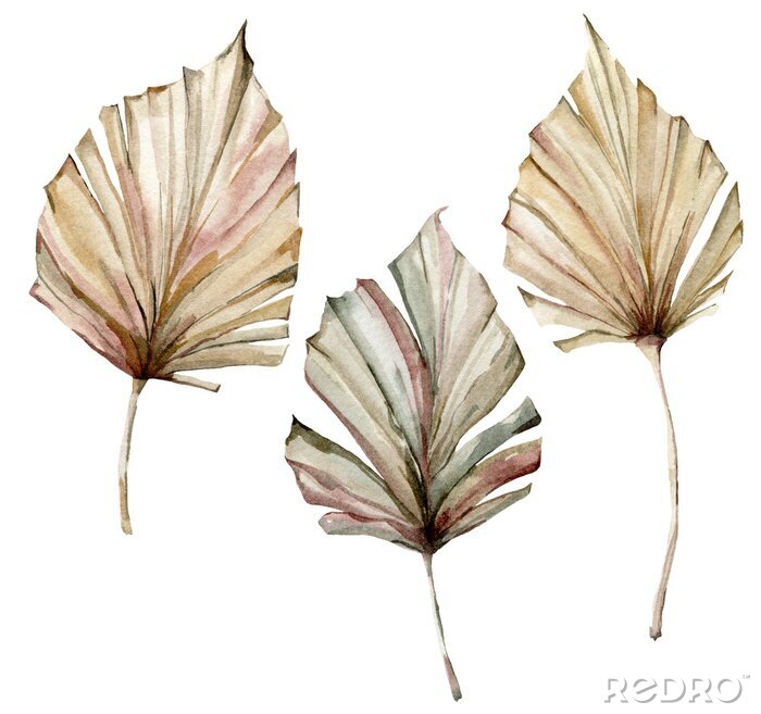 Bild Watercolor tropical set with dry palm leaves. Hand painted exotic leaves isolated on white background. Floral illustration for design, print, fabric or background.