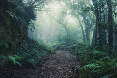 Bild Weg durch Wald