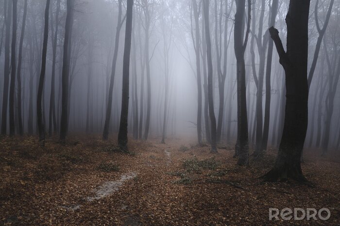 Bild Weg im nebligen Wald