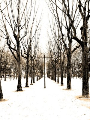 Bild Weg vor dem Hintergrund der Winterbäume