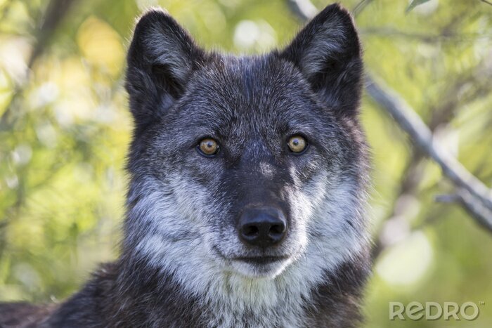 Bild Weiß-grauer Wolf