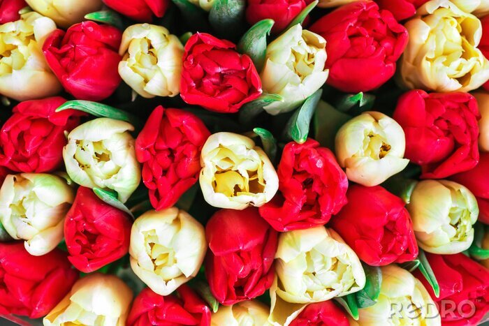 Bild Weiß-rote Tulpen im Strauß