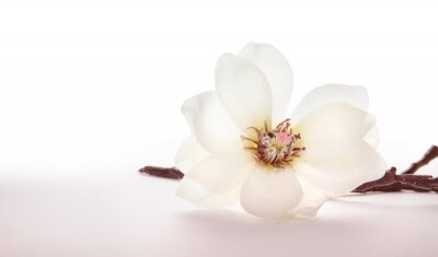 Bild Weiße Blume auf hellem Hintergrund