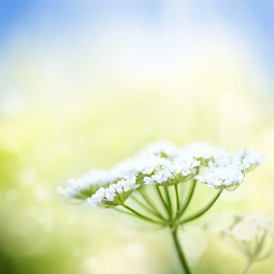 Bild weiße Blume, die auf einer Wiese wächst