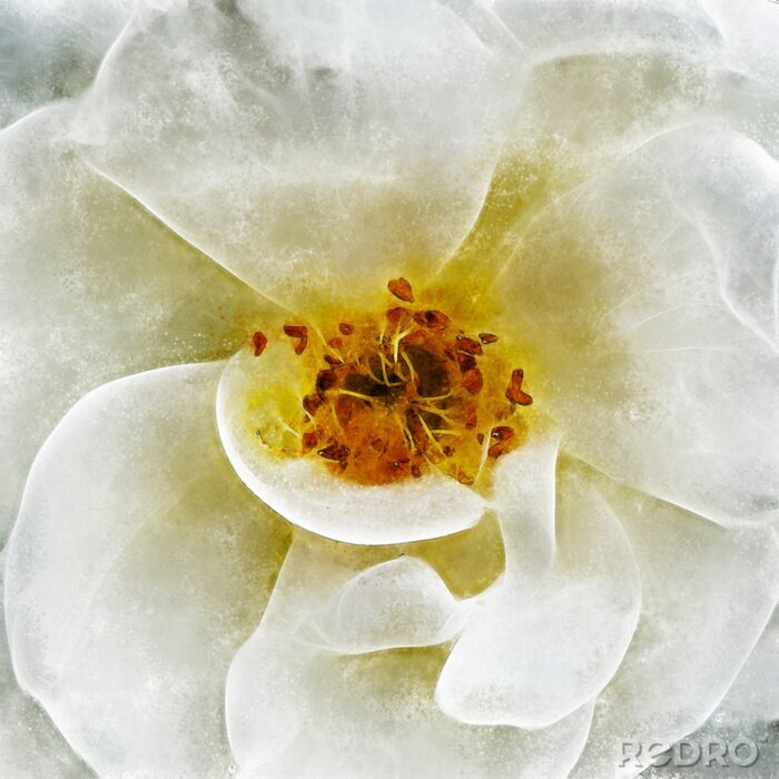 Bild Weiße Blume im Shabby-Chic-Stil