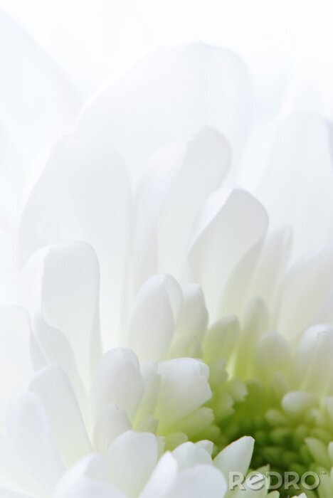 Bild Weiße Blume Nahaufnahme