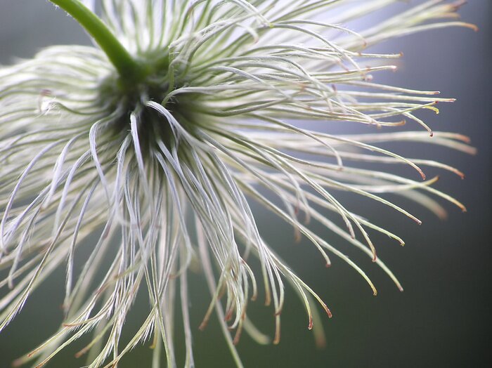 Bild Weiße Blume von unten