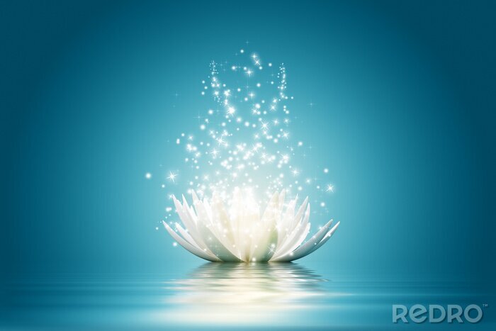 Bild Weiße Blume vor blauem Hintergrund