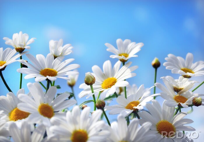 Bild Weiße Blumen vor blauem Hintergrund