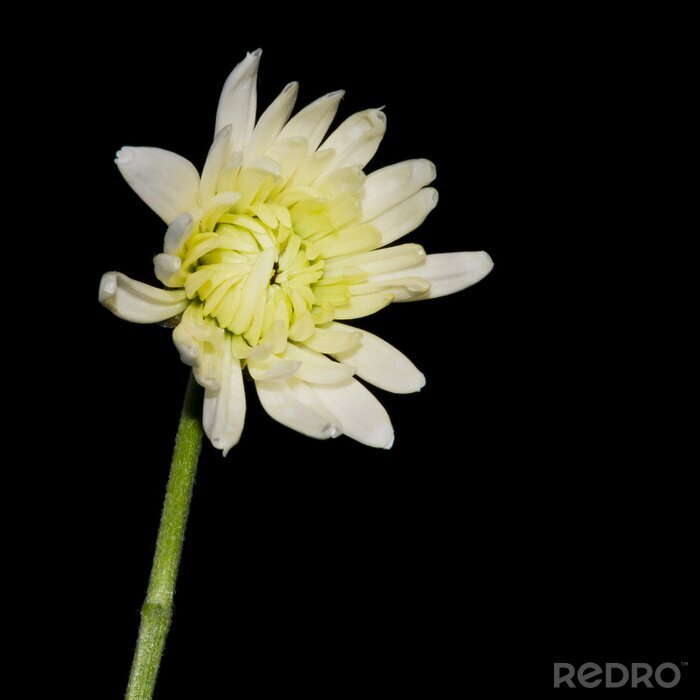 Bild weiße Chrysantheme auf schwarzem Hintergrund
