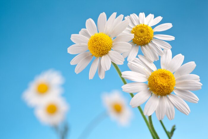 Bild Weiße Gänseblümchen am blauen Himmel