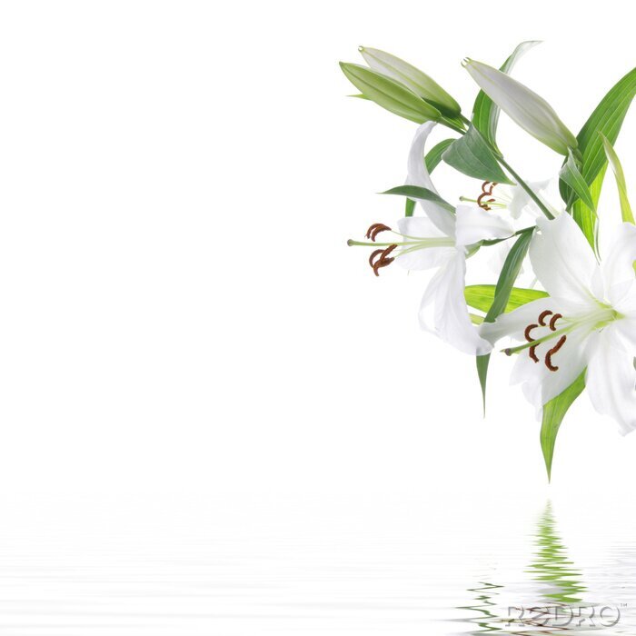 Bild Weiße Lilien
