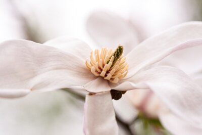 Weiße Magnolienblüten