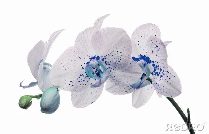 Bild Weiße Orchidee mit blauen Flecken