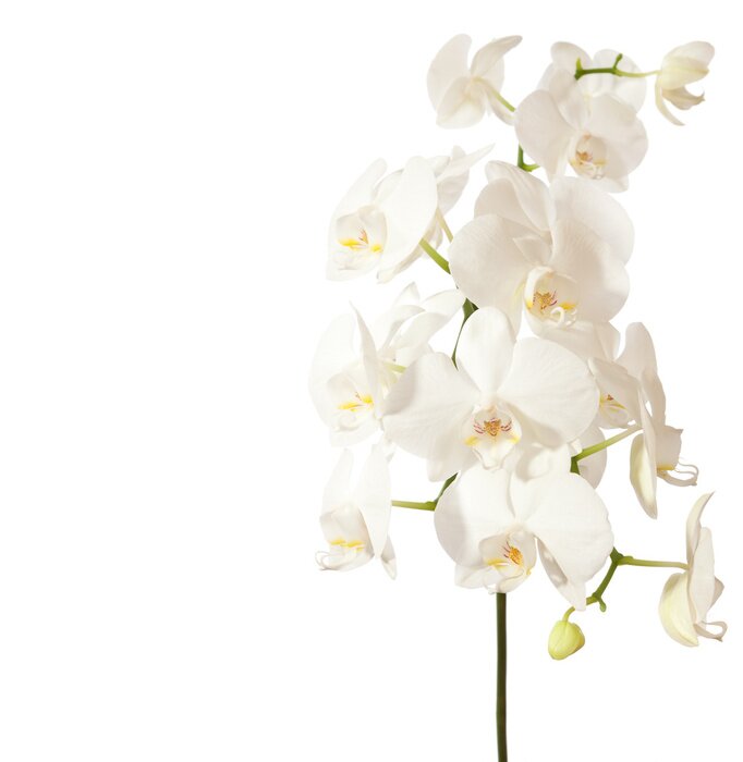 Bild Weiße Orchidee mit Knospen